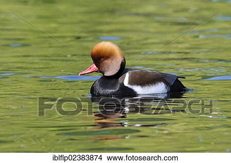 "Red-crested Pochard (Netta rufina), adult male, breeding plumage, Regent's Park, London, London region, England, United Kingdom, Europe" View Large Photo Image Picture - "Red-crested Pochard (Netta rufina), adult male, breeding plumage, Regent's Park, London, London region, England, United Kingdom, Europe". Fotosearch