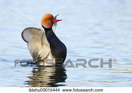 "Red-crested Pochard (Netta rufina), drake in breeding plumage, waving its wings, Luzern, Luzern, Canton of Lucerne, Switzerland, Europe" View Large Photo Image Picture - "Red-crested Pochard (Netta rufina), drake in breeding plumage, waving its wings, Luzern, Luzern, Canton of Lucerne, Switzerland, Europe". Fotosearch
