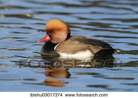 "Red-crested Pochard (Netta rufina), drake in breeding plumage, swimming, Luzern, Luzern, Canton of Lucerne, Switzerland, Europe" View Large Photo Image Picture - "Red-crested Pochard (Netta rufina), drake in breeding plumage, swimming, Luzern, Luzern, Canton of Lucerne, Switzerland, Europe". Fotosearch