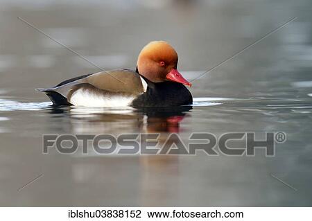 "Red-crested Pochard (Netta rufina), drake, Lake Lucerne, Switzerland, Europe" View Large Photo Image Stock Image - "Red-crested Pochard (Netta rufina), drake, Lake Lucerne, Switzerland, Europe". Fotosearch