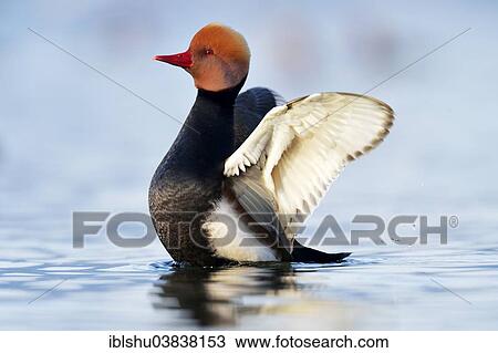 "Red-crested Pochard (Netta rufina), drake preening, Lake Lucerne, Switzerland, Europe" View Large Photo Image Stock Image - "Red-crested Pochard (Netta rufina), drake preening, Lake Lucerne, Switzerland, Europe". Fotosearch