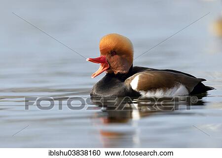 Stock Image - "Red-crested Pochard (Netta rufina), drake calling, Lake Lucerne, Switzerland, Europe". Fotosearch