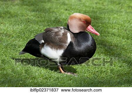 "Red-crested Pochard (Netta rufina), adult male, breeding plumage, standing on grass in city parkland, Hyde Park, London, England, United Kingdom, Europe" View Large Photo Image Stock Photo - "Red-crested Pochard (Netta rufina), adult male, breeding plumage, standing on grass in city parkland, Hyde Park, London, England, United Kingdom, Europe". Fotosearch