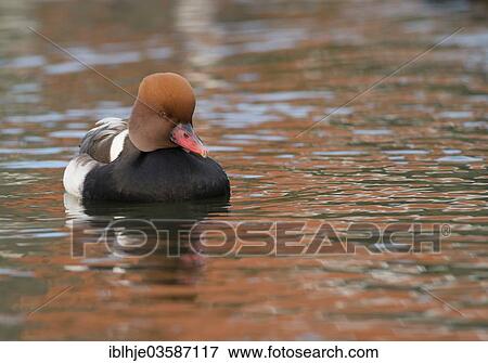 "Red-crested Pochard (Netta Rufina), Texel, West Frisian Islands, province of North Holland, The Netherlands, Europe" View Large Photo Image Stock Photo - "Red-crested Pochard (Netta Rufina), Texel, West Frisian Islands, province of North Holland, The Netherlands, Europe". Fotosearch