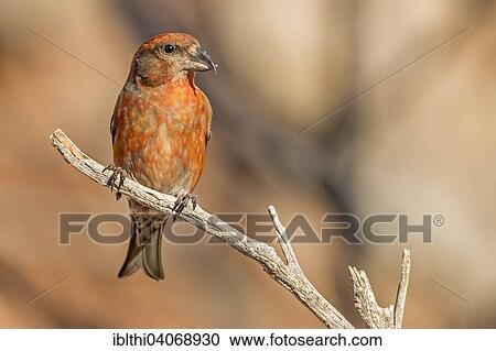 "Red Crossbill (Loxia curvirostra), finch, female, Spain, Europe" View Large Photo Image Stock Image - "Red Crossbill (Loxia curvirostra), finch, female, Spain, Europe". Fotosearch