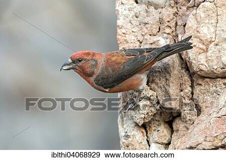 "Red Crossbill (Loxia curvirostra), finch, male, feeding on minerals, Spain, Europe" View Large Photo Image Stock Photo - "Red Crossbill (Loxia curvirostra), finch, male, feeding on minerals, Spain, Europe". Fotosearch