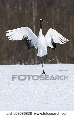 "Red-crowned Crane, Japanese Crane or Manchurian Crane (Grus Japonensis), performing a mating dance, Kushiro-Shitsugen-Nationalpark, Kushiro, Hokkaido, Japan, Asia" View Large Photo Image Stock Photo - "Red-crowned Crane, Japanese Crane or Manchurian Crane (Grus Japonensis), performing a mating dance, Kushiro-Shitsugen-Nationalpark, Kushiro, Hokkaido, Japan, Asia". Fotosearch