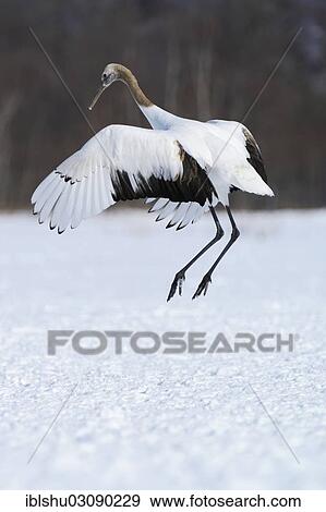 Stock Photo - "Red-crowned Crane, Japanese Crane or Manchurian Crane (Grus Japonensis) performing a mating dance, Kushiro-Shitsugen-Nationalpark, Kushiro, Hokkaido, Japan, Asia". Fotosearch