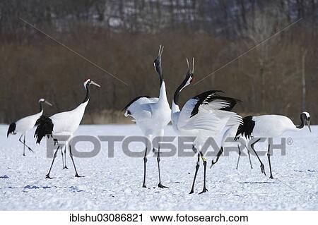 "Red-crowned Cranes, Japanese Cranes or Manchurian Cranes (Grus Japonensis), performing a trumpet-like mating call, Kushiro-Shitsugen-Nationalpark, Kushiro, Hokkaido, Japan, Asia" View Large Photo Image Stock Image - "Red-crowned Cranes, Japanese Cranes or Manchurian Cranes (Grus Japonensis), performing a trumpet-like mating call, Kushiro-Shitsugen-Nationalpark, Kushiro, Hokkaido, Japan, Asia". Fotosearch