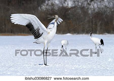 Stock Photo - "Red-crowned Cranes, Japanese Cranes or Manchurian Cranes (Grus Japonensis), performing a mating dance, Kushiro-Shitsugen-Nationalpark, Kushiro, Hokkaido, Japan, Asia". Fotosearch
