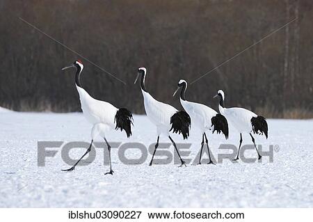Stock Photo - "Red-crowned Cranes, Japanese Cranes or Manchurian Cranes (Grus Japonensis) walking in unison, Kushiro-Shitsugen-Nationalpark, Kushiro, Hokkaido, Japan, Asia". Fotosearch