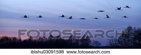 Stock Photo - "Red-crowned Cranes, Japanese Cranes or Manchurian Cranes (Grus Japonensis) in flight to roost at dusk, Kushiro-Shitsugen-Nationalpark, Kushiro, Hokkaido, Japan, Asia". Fotosearch