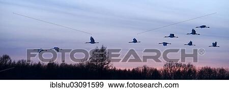 Stock Photo - "Red-crowned Cranes, Japanese Cranes or Manchurian Cranes (Grus Japonensis) in flight to roost at dusk, Kushiro-Shitsugen-Nationalpark, Kushiro, Hokkaido, Japan, Asia". Fotosearch