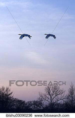 "Red-crowned Cranes, Japanese Cranes or Manchurian Cranes (Grus Japonensis) in flight to roost at dusk, Kushiro-Shitsugen-Nationalpark, Kushiro, Hokkaido, Japan, Asia" View Large Photo Image Stock Photograph - "Red-crowned Cranes, Japanese Cranes or Manchurian Cranes (Grus Japonensis) in flight to roost at dusk, Kushiro-Shitsugen-Nationalpark, Kushiro, Hokkaido, Japan, Asia". Fotosearch