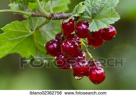 "Red currant (Ribes rubrum), Schwaz, Tyrol, Austria, Europe" View Large Photo Image Stock Photograph - "Red currant (Ribes rubrum), Schwaz, Tyrol, Austria, Europe". Fotosearch