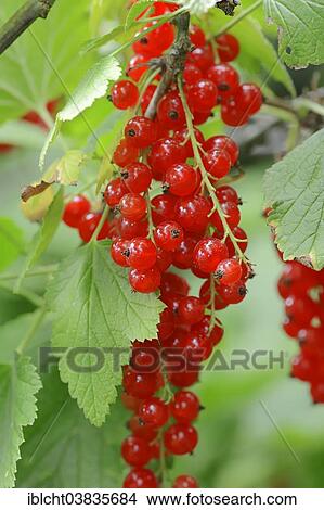 "Red Currants (Ribes rubrum), Germany, Europe" View Large Photo Image Picture - "Red Currants (Ribes rubrum), Germany, Europe". Fotosearch