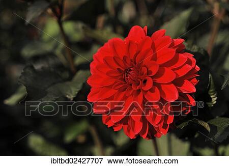 "Red Dahlia (Dahlia) """"David's Choice""""" View Large Photo Image Stock Photo - "Red Dahlia (Dahlia) """"David's Choice""""". Fotosearch
