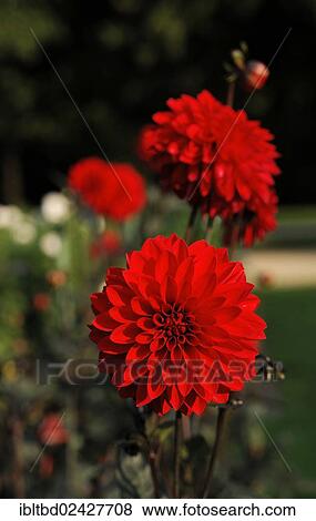 "Red Dahlia (Dahlia) """"David's Choice""""" View Large Photo Image Stock Photo - "Red Dahlia (Dahlia) """"David's Choice""""". Fotosearch