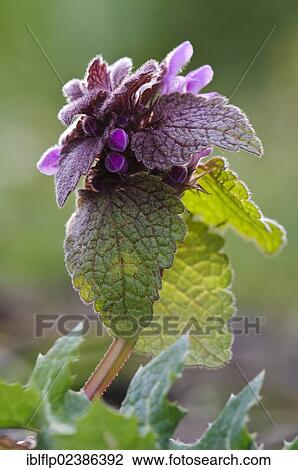 Stock Image - "Red Dead-nettle (Lamium purpureum), flowering, Crossness Nature Reserve, Bexley, Kent, England, United Kingdom, Europe". Fotosearch