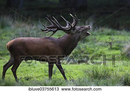 "Red Deer, belling stag (Cervus elaphus) in rutting season, Germany, Europe" View Large Photo Image Stock Image - "Red Deer, belling stag (Cervus elaphus) in rutting season, Germany, Europe". Fotosearch