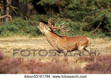 "Red Deer (Cervus elaphus), adult stag, roaring, Hoge Veluwe National Park, Gelderland, The Netherlands, Europe" View Large Photo Image Picture - "Red Deer (Cervus elaphus), adult stag, roaring, Hoge Veluwe National Park, Gelderland, The Netherlands, Europe". Fotosearch