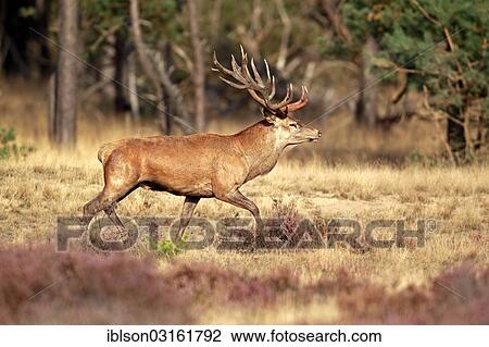 "Red Deer (Cervus elaphus), adult stag, Hoge Veluwe National Park, Gelderland, The Netherlands, Europe" View Large Photo Image Stock Image - "Red Deer (Cervus elaphus), adult stag, Hoge Veluwe National Park, Gelderland, The Netherlands, Europe". Fotosearch