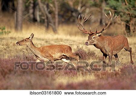 "Red Deer (Cervus elaphus) adult, couple, Hoge Veluwe National Park, Gelderland, The Netherlands, Europe" View Large Photo Image Stock Image - "Red Deer (Cervus elaphus) adult, couple, Hoge Veluwe National Park, Gelderland, The Netherlands, Europe". Fotosearch