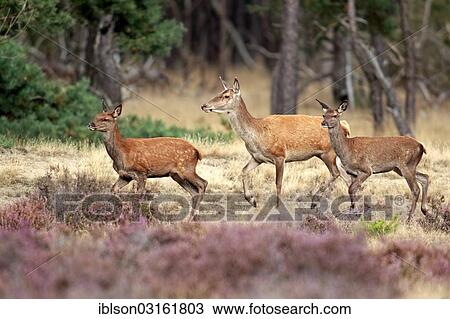 "Red Deer (Cervus elaphus), adult hinds, Hoge Veluwe National Park, Gelderland, The Netherlands, Europe" View Large Photo Image Stock Image - "Red Deer (Cervus elaphus), adult hinds, Hoge Veluwe National Park, Gelderland, The Netherlands, Europe". Fotosearch