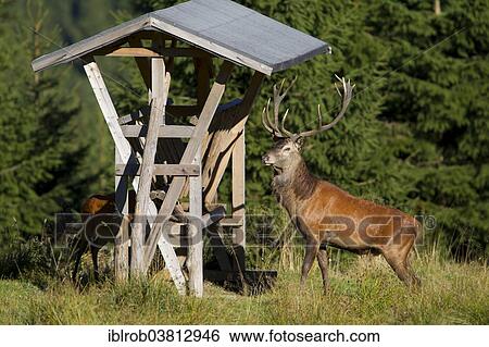 "Red Deer (Cervus elaphus) at a feeding rack for wildlife, Thuringian Forest, Thuringia, Germany, Europe" View Large Photo Image Stock Photograph - "Red Deer (Cervus elaphus) at a feeding rack for wildlife, Thuringian Forest, Thuringia, Germany, Europe". Fotosearch
