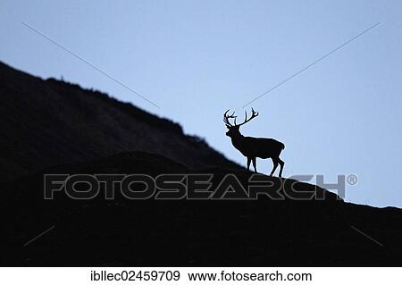 "Red deer (Cervus elaphus) at dawn, Karwendel Mountains, Hinterriss, Tyrol, Austria, Europe" View Large Photo Image Stock Photo - "Red deer (Cervus elaphus) at dawn, Karwendel Mountains, Hinterriss, Tyrol, Austria, Europe". Fotosearch