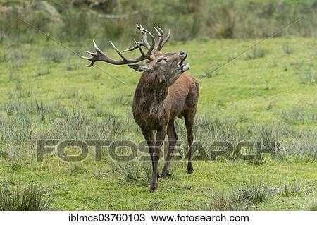 "Red deer (Cervus elaphus), Bavarian Forest National Park game reserve, Neuschonau, Lower Bavaria, Bavaria, Germany, Europe" View Large Photo Image Stock Image - "Red deer (Cervus elaphus), Bavarian Forest National Park game reserve, Neuschonau, Lower Bavaria, Bavaria, Germany, Europe". Fotosearch