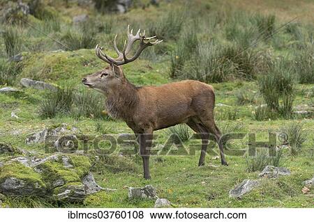 Stock Photo - "Red deer (Cervus elaphus), Bavarian Forest National Park game reserve, Neuschonau, Lower Bavaria, Bavaria, Germany, Europe". Fotosearch