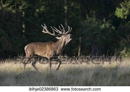 "Red Deer (Cervus elaphus), belling, Denmark, Europe" View Large Photo Image Stock Image - "Red Deer (Cervus elaphus), belling, Denmark, Europe". Fotosearch