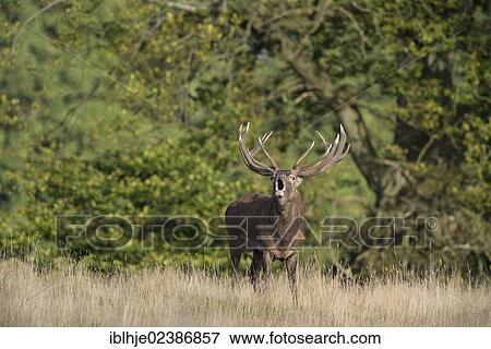 "Red Deer (Cervus elaphus), belling, Denmark, Europe" View Large Photo Image Stock Photo - "Red Deer (Cervus elaphus), belling, Denmark, Europe". Fotosearch