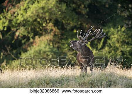 Stock Photograph - "Red Deer (Cervus elaphus), belling, Denmark, Europe". Fotosearch