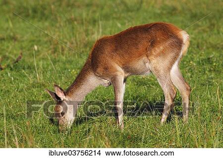 "Red Deer (Cervus elaphus), calf browsing, Germany, Europe" View Large Photo Image Picture - "Red Deer (Cervus elaphus), calf browsing, Germany, Europe". Fotosearch
