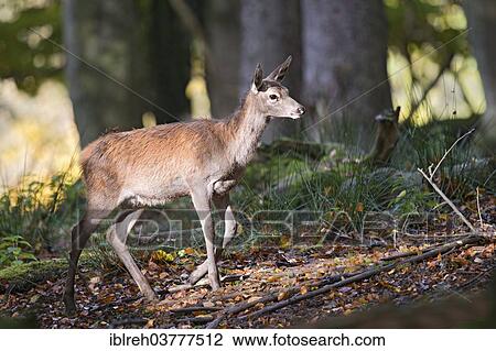 "Red Deer (Cervus elaphus), calf, outdoor enclosure, Bavarian Forest National Park, Bavaria, Germany, Europe" View Large Photo Image Stock Image - "Red Deer (Cervus elaphus), calf, outdoor enclosure, Bavarian Forest National Park, Bavaria, Germany, Europe". Fotosearch