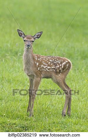 "Red Deer (Cervus elaphus), calf, standing in meadow, Suffolk, England, United Kingdom, Europe" View Large Photo Image Stock Photo - "Red Deer (Cervus elaphus), calf, standing in meadow, Suffolk, England, United Kingdom, Europe". Fotosearch