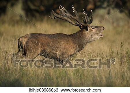 Stock Image - "Red Deer (Cervus elaphus), Copenhagen, Denmark, Europe". Fotosearch