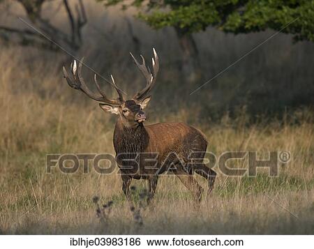 "Red Deer (Cervus elaphus), Copenhagen, Denmark, Europe" View Large Photo Image Stock Photograph - "Red Deer (Cervus elaphus), Copenhagen, Denmark, Europe". Fotosearch