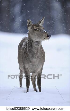 "Red Deer (Cervus elaphus), cow with its winter coat in the snow, state game reserve, Lower Saxony, Germany, Europe" View Large Photo Image Stock Photo - "Red Deer (Cervus elaphus), cow with its winter coat in the snow, state game reserve, Lower Saxony, Germany, Europe". Fotosearch