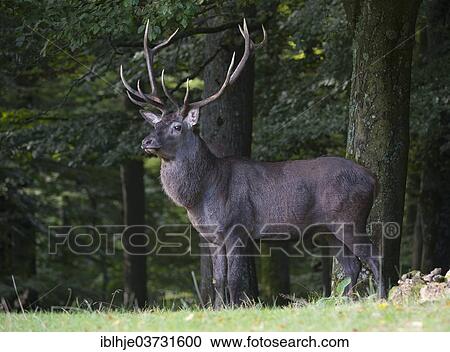 "Red Deer (Cervus elaphus), Daun, Vulkan Eifel, Eifel, Rhineland-Palatinate, Germany, Europe" View Large Photo Image Stock Image - "Red Deer (Cervus elaphus), Daun, Vulkan Eifel, Eifel, Rhineland-Palatinate, Germany, Europe". Fotosearch