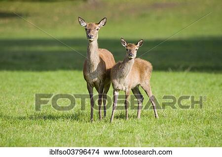 "Red Deer (Cervus elaphus), deer and calf standing in a meadow, captive, Bavaria, Germany, Europe" View Large Photo Image Picture - "Red Deer (Cervus elaphus), deer and calf standing in a meadow, captive, Bavaria, Germany, Europe". Fotosearch