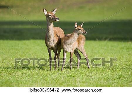 "Red Deer (Cervus elaphus), deer and calf standing in a meadow, captive, Bavaria, Germany, Europe" View Large Photo Image Stock Image - "Red Deer (Cervus elaphus), deer and calf standing in a meadow, captive, Bavaria, Germany, Europe". Fotosearch