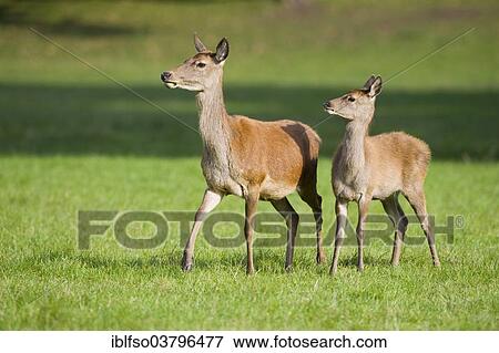 "Red Deer (Cervus elaphus), deer and calf standing in a meadow, captive, Bavaria, Germany, Europe" View Large Photo Image Stock Photo - "Red Deer (Cervus elaphus), deer and calf standing in a meadow, captive, Bavaria, Germany, Europe". Fotosearch