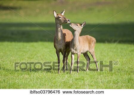 "Red Deer (Cervus elaphus), deer and calf standing in a meadow, captive, Bavaria, Germany, Europe" View Large Photo Image Stock Photograph - "Red Deer (Cervus elaphus), deer and calf standing in a meadow, captive, Bavaria, Germany, Europe". Fotosearch