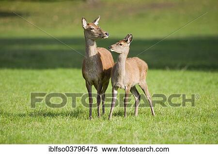 "Red Deer (Cervus elaphus), deer and calf standing in a meadow, captive, Bavaria, Germany, Europe" View Large Photo Image Stock Photography - "Red Deer (Cervus elaphus), deer and calf standing in a meadow, captive, Bavaria, Germany, Europe". Fotosearch