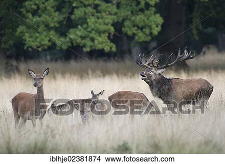 "Red deer (Cervus elaphus), Denmark, Europe" View Large Photo Image Picture - "Red deer (Cervus elaphus), Denmark, Europe". Fotosearch