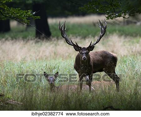 Picture - "Red Deer (Cervus elaphus), Denmark, Europe". Fotosearch