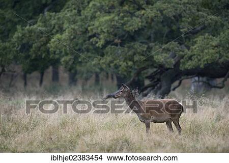 "Red deer (Cervus elaphus), Denmark, Europe" View Large Photo Image Picture - "Red deer (Cervus elaphus), Denmark, Europe". Fotosearch